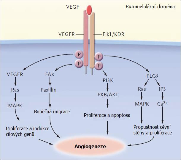 Obrázek 2: Funkce signalizačních drah, které ovlivňuje růstový faktor VEGF (upraveno podle [1]).