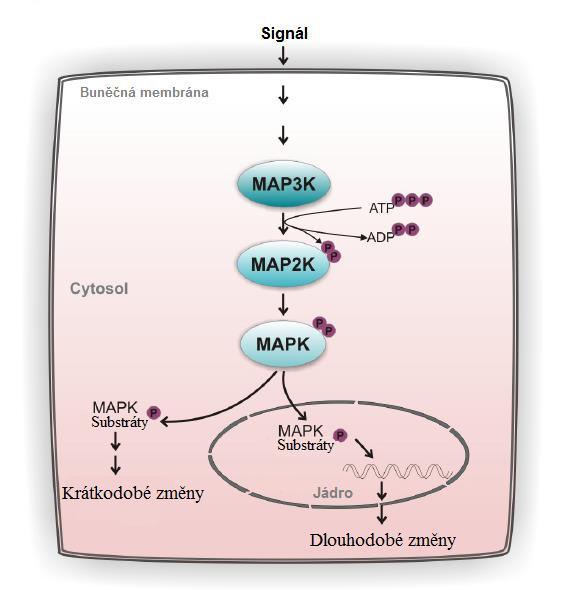 1.1.2.4. Signalizační proteiny Mnoho onkogenů kóduje molekuly, které jsou zodpovědné za přenos signálu z receptoru na efektory.