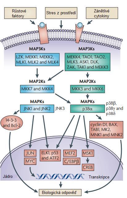 Obrázek 6: Přehled proteinů signalizační dráhy vedoucí k aktivaci JNK/p38 a jejich cíle (upraveno podle [16]). Proteiny p38 existují v podobách α, β, γ a δ.