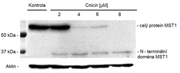 4.2. Vliv cnicinu na aktivaci MST1 Aktivace proteinu MST1 spočívá v odštěpení 36 kda katalytické podjednotky.