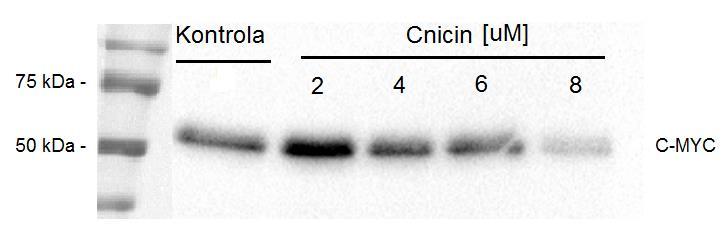 Obrázek 18: Imunodetekce proteinu C-MYC v buněčných lyzátech. Dále byl sledován vliv různé koncentrace cnicinu na C-MYC.