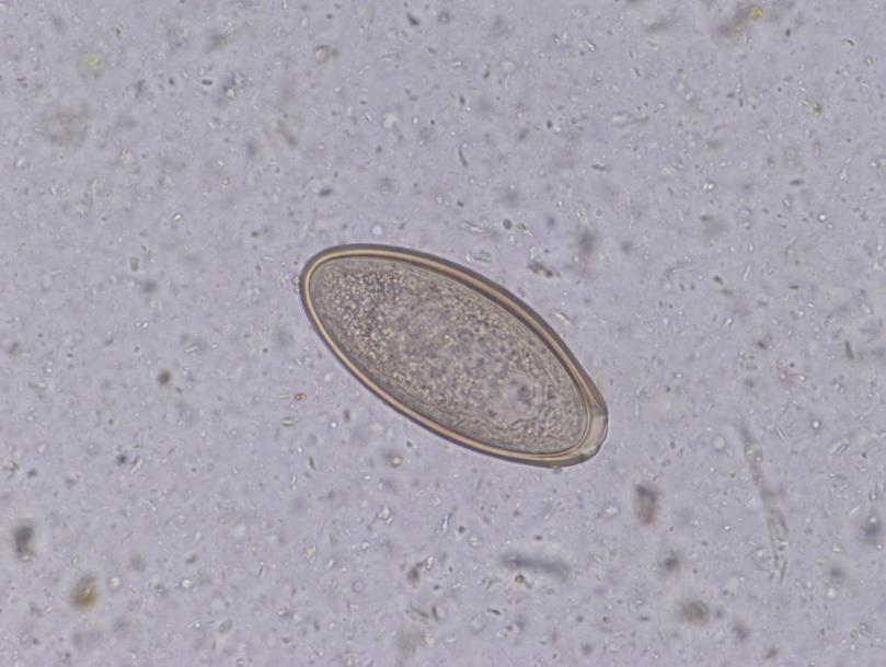 pokračovat perorálním podáním prednisolonu (1 mg/kg ž. hm.) minimálně do ukončení anthelmintické terapie.