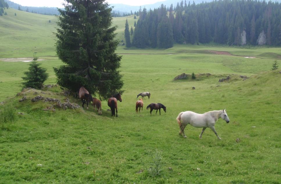 počet vylučovaných vajíček. Důvody, proč někteří koně vylučují víc vajíček než jiní, nejsou přesně objasněné, ale bylo identifikováno několik faktorů.