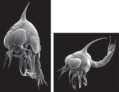 html larvy Decapoda nejdříve planktonní (zoea), pak
