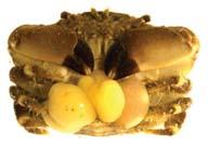 kořenohlavec - kastrace krabů