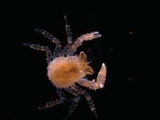 Dendrobranchiata): 1) dospělci žijí v moři, samice vypouští vajíčka přímo do vody; 2) vajíčko (12-24 hod); 3) nauplius (3