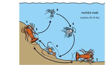 V závorce je u každého vývojového stadia uvedena doba, po kterou korýš v tomto stadiu setrvává krevety (žijící v