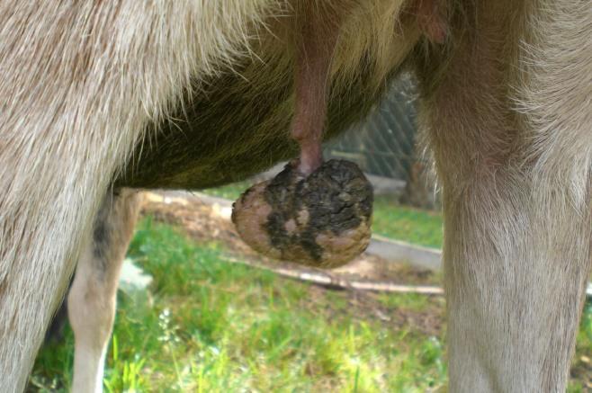 2) Z chovatelského hlediska je u krávy požadováno vemeno polo-vejčitého tvaru s dostatečným objemem a širokou základnou.