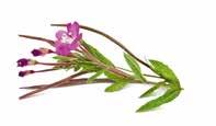 PRHA ARNIKA Arnica montana Arnika je jednou z nejúčinnějších bylin pro podporu srdečně- -cévní soustavy.
