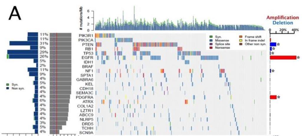 Adult GBM genomic