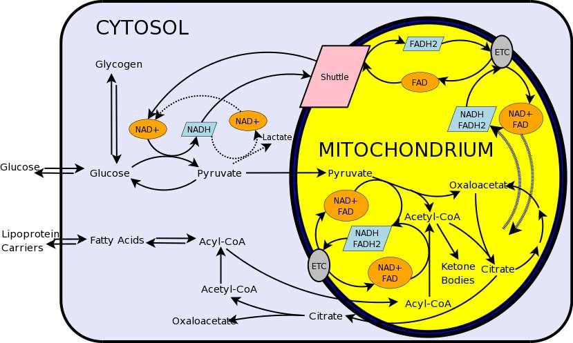 2.2.1 Glukoneogenese Představuje novou tvorbu glukosy a jejích metabolitů z oxalacetátu (Obr. 2.).