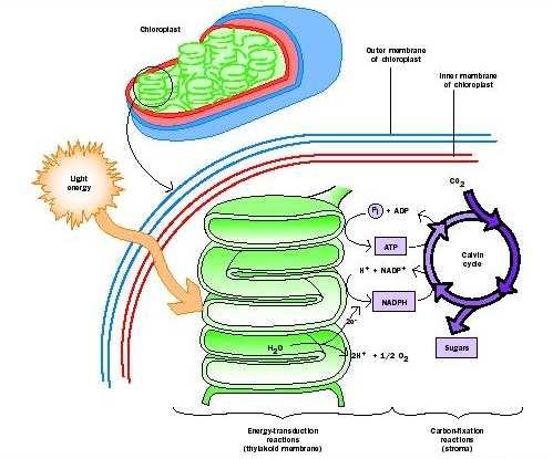 n CO 2 + n H 2 O kde hv je kvantum zářivé energie 7. hv [CH 2 O] n + n O 2, Obr. 3. Fotosyntéza 11 2.3.1 Záření Energie záření Základní jednotkou záření je foton, který se může jevit buď jako částice, nebo jako vlna.