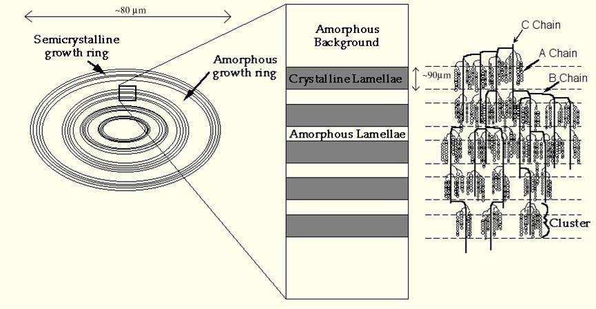 chiralitou dvojitých šroubovic postranních řetězců amylopektinu v krystalických oblastech granulí, se rozeznávají 4 polymorfní formy škrobu označované A, B, C a V 1.