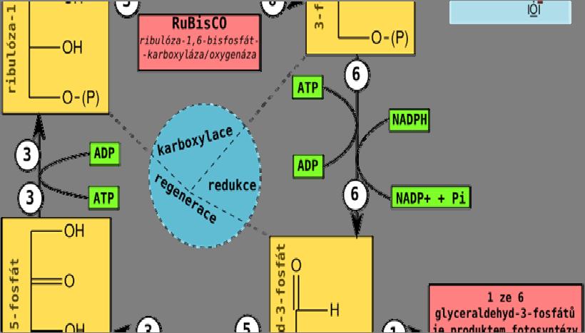 Z 5 molekul hexos se při ní regeneruje 6