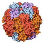 2.2 Ribulosa-1,5-bisfosfátkarboxylasa/oxygenasa (Rubisco) Obr. 4 Enzym Rubisco. Převzato z [6].