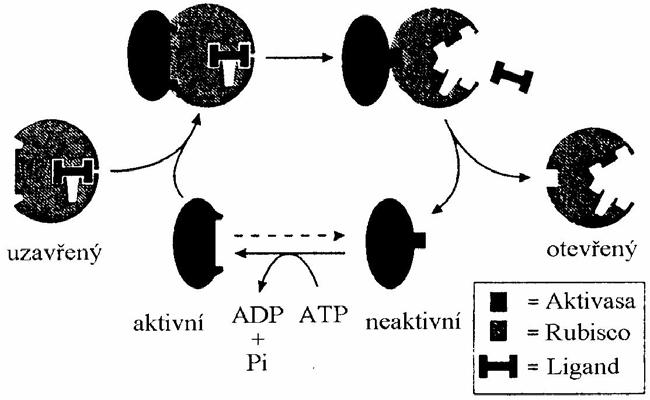 Obr. 8 Mechanismus působení aktivasy Rubisco. Převzato z [13]. Ve tmě deaktivované Rubisco upřednostňuje pevnou vazbu s RuBP.