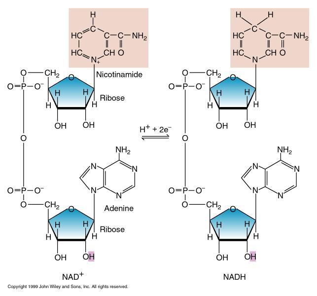 ukr jako složka jiných biomolekul Báze 5 Báze 3 5 3 5 3 + + P P - DNA Báze - - + P Báze Báze Báze 5 3 5 3 5 3