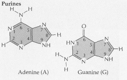 NK = polymery složené z nukleotidů Nukleové kyseliny /NK/ Nukleotidy jsou základními stavebními jednotkami nukleových kyselin
