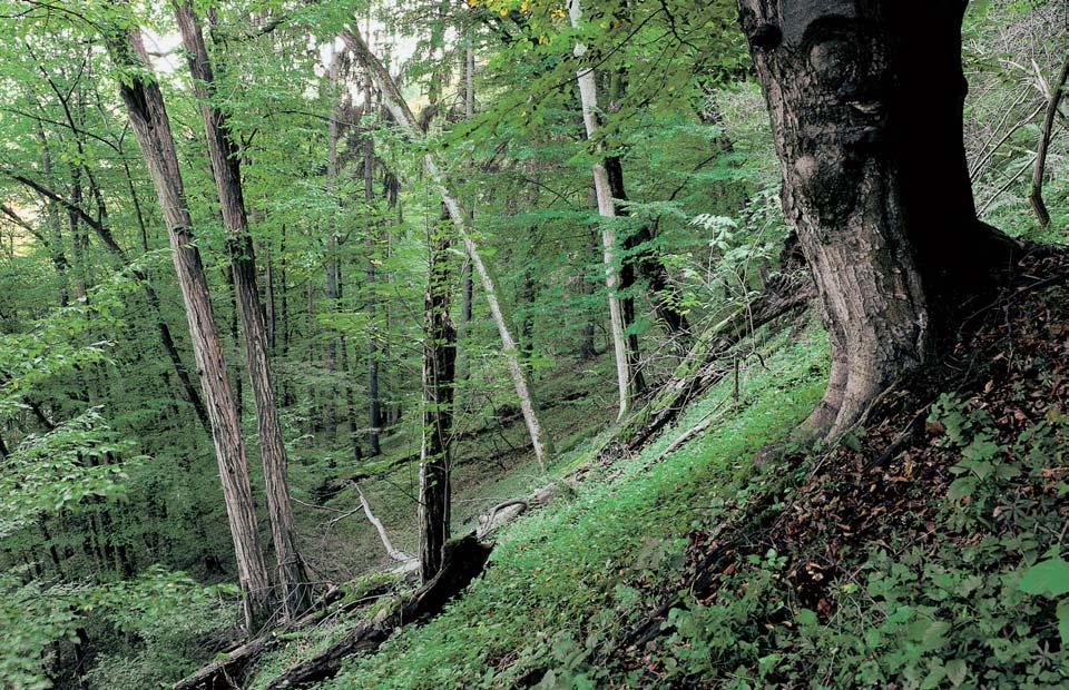 Okres Bene ov Národní pfiírodní rezervace Ve Studeném Lesní komplex na levém údolním svahu Sázavy na severním úboãí Spáleného vrchu (459,0 m n. m.) mezi Samechovem a Dojetfiicemi.