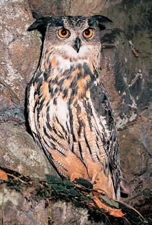 Okres Bene ov 4 3 ra velkého (Bubo bubo) a holuba doupàáka (Columba oenas). fragmentárnû vyvinutou údolní nivu a bohat v skyt kapradiny pérovníku p trosího (Matteuccia struthiopteris).