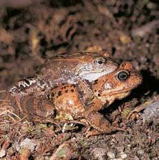 KVùTENA Spodní (vût í) rybníãek je prakticky bez bfieho- V popfiedí ìáblík bahenní (Calla palustris), kter hojnû lemuje bfiehy rybníãku.