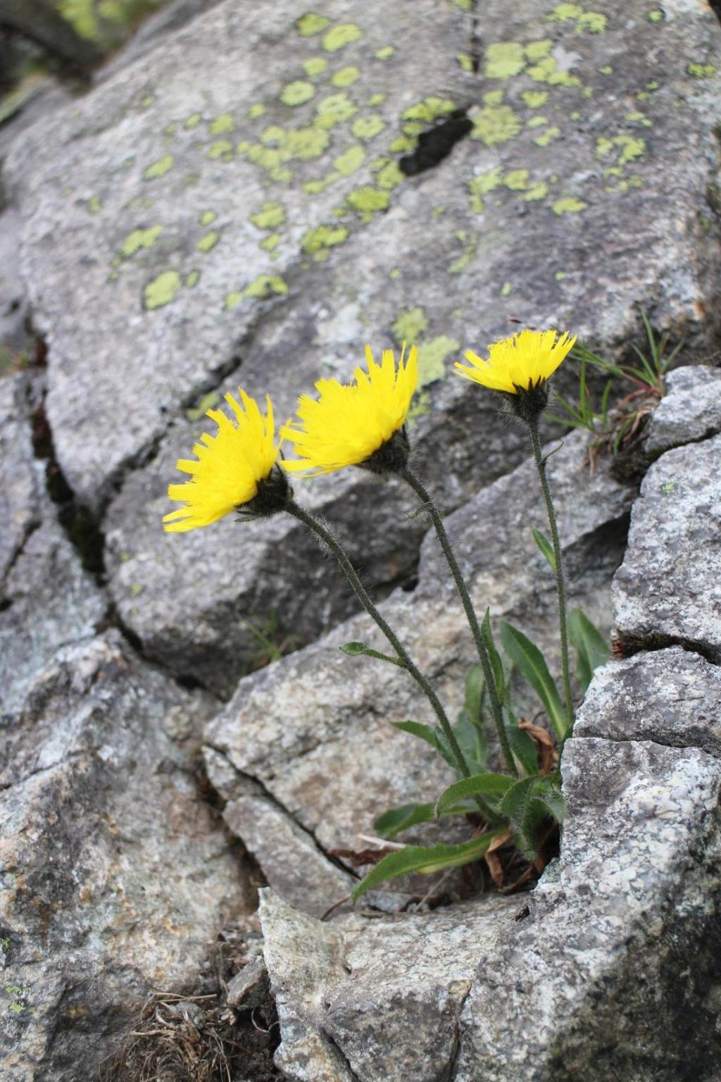 4.8.2017 Vysoké Tatry Velická