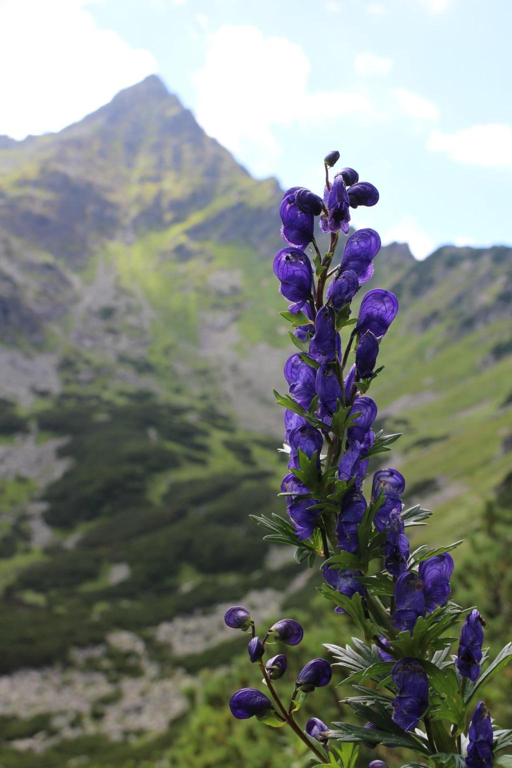 30.7.2017 Vysoké Tatry Dolina