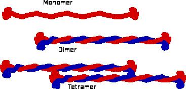 Intermediární filamenta (IF) tvořena mnoha stočenými dlouhými vlákny, podobně jako lano tato vlákna se skládají z protáhlých proteinových molekul, které mají globulární části na obou koncích a