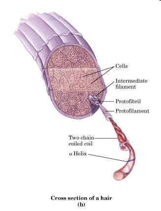 Struktura keratinu pravotočivý a-helix monomer levotočivá cívka (superzávit, svitek) dimer tetramer ~ 30 geneticky odlišných keratinů v lidské kůži dlouhé úseky a-helixu přerušené krátkými