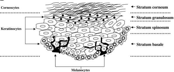 Melanocyty Prekursor - melanoblast Melanin je uchováván v melanosomech 1 melanocyt je v kontaktu se ~