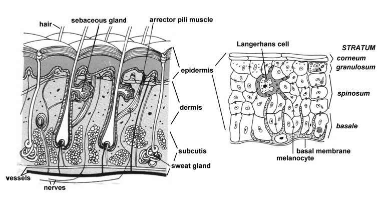 Vrstvy kůže Pokožka (epidermis): izolace proti vysychání, bariéra proti infekci Škára (dermis, corium, cutis): odpovědná za pevnost,