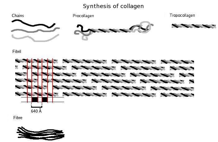 Syntéza kolagenu produkován fibroblasty, chondroblasty, osteoblasty, ale i epitelovými buňkami syntéza zčásti probíhá uvnitř buňky, částečně extracelulárně