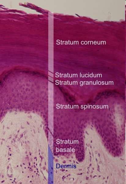 ektodermálního původu Pokožka (epidermis) tvořena mnoha vrstvami buněk rohovějícího vrstevnatého dlaždicového epitelu horní vrstvy kůže neustále rohovatí, odumírají a odlupují se (celá pokožka se