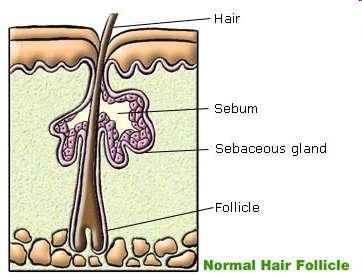 Mazové žlázy holokrinní, maz vzniká rozpadem buňky nachází se v horní polovině koria, ústí do vlasových folikulů, spolu s ním tvoří tzv.