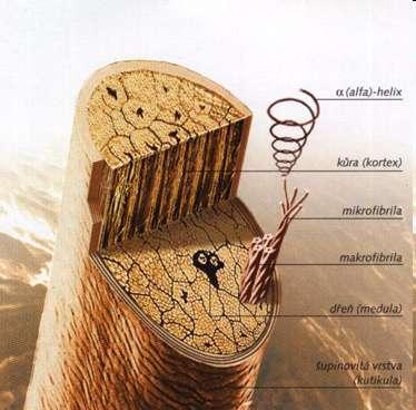 Vlasový stvol tři vrstvy: kutikula, kortex a medula Vlasy Obsahuje a-keratiny, lipidy, pigment a stopové