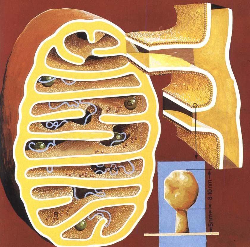 Stavba mitochondrie: chondriomembrána - vnější chondriomembrána - vnitřní