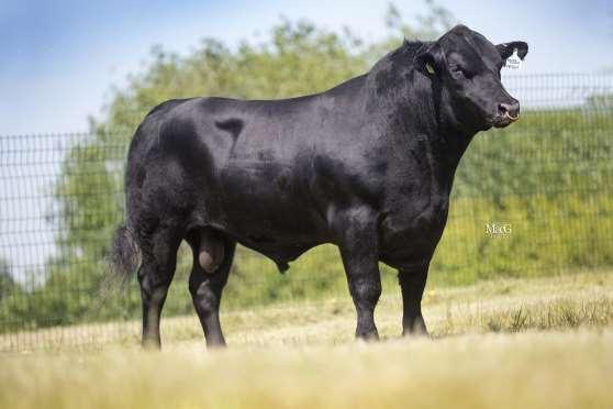 NABÍDKA INSEMINAČNÍCH DÁVEK BÝKŮ PLEMENE ABERDEEN ANGUS PRO ČISTOKREVNOU