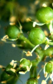 Nasadzovanie plodov Bobule veľkosti brokov Strapce začínajú klesať Koniec júna, začiatok júla Bobule veľkosti hrášku a múčnatka Shavit F 72 2 kg/ha (0,2) Širokospektrálny fungicíd vo forme