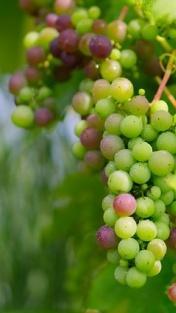 2%) Širokospektrálny fungicíd na ošetrenie viniča proti peronospóre a múčnatke. Používa sa predovšetkým v období pred alebo po kvitnutí viniča. Najlepšie 2-3x za sebou. Ochranná doba 30 dní.