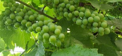 Posilnenie imunity viniča, je veľmi dôležitý faktor v prvých fenofázach rastu viniča. Na obr.. Povolené v IP: Systémové širokospektrálne fungicídy použijeme pri silnom ohrození viniča peronospórou.