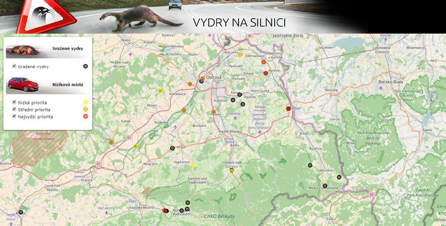 PUBLIKACE Sběr uhynulých vyder v České republice se provádí jak z důvodu získání základních biologických informací o tomto druhu, tak pro zlepšení ochrany a zajištění existence vydry říční v naší