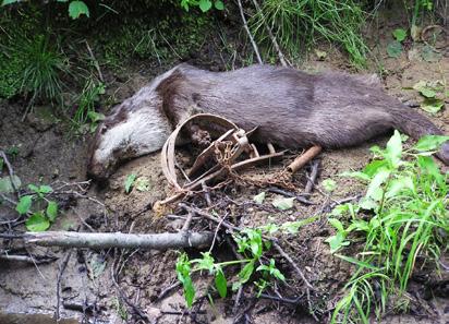 Foto: Radek Vach Srážka s vozidlem (Litomyšl) Příčina smrti u nalezených uhynulých jedinců vydry říční (503 jedinců) Poslední významnou skupinou příčin smrti bylo a stále je násilné úmyslné nelegální