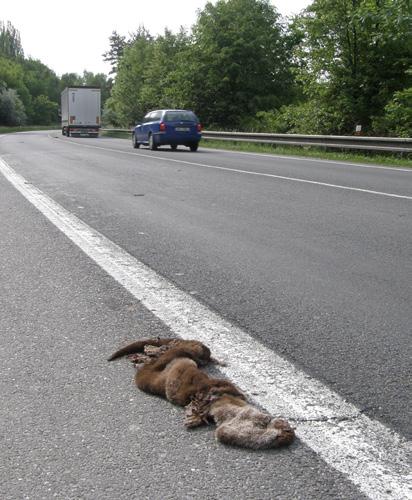Jde o problém celorepublikový, ale nálezy otrav karbofuranem jsou specifikem Českomoravské vrchoviny.
