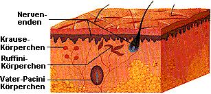 Receptory Dotyk, tlak: Meissnerova tělíska, Merkelovy terče, Vater-Paciniho tělíska Teplo: