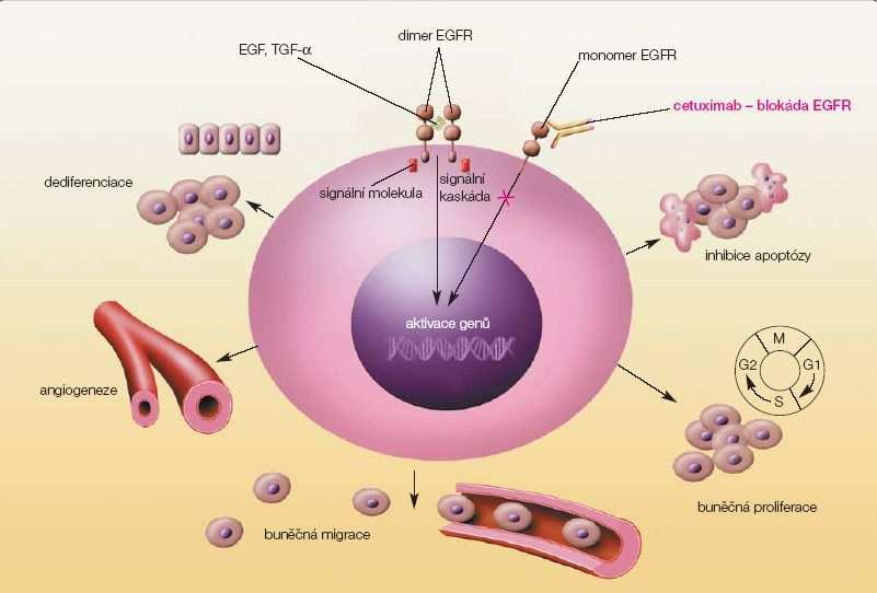 CETUXIMAB Monoklonální protilátka IgG1 řazená k chimérickým s vysokou afinitou k EGFR. Léčba je velmi drahá. Pří léčbě trvající 8 týdnů se cena pohybuje kolem 30 000 $.