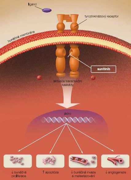 Mechanismus účinku, farmakokinetika Jak je patrné z obrázku (Obr. 11), sunitinib se naváže na tyrozinkinázový receptor, inaktivuje ho tím, že začne zabraňovat fosforylaci proteinů a přenosu signálu.