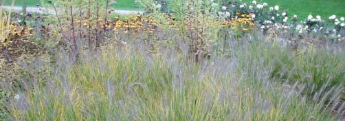 Pennisetum