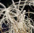 Stipa -