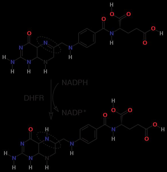 METOTREXÁT tetrahydrofolát - redukovaná a zároveň aktivní forma kyseliny listové, důležitý koenzym při syntéze purinů a pyrimidinů, přenáší C1 fragmenty dihydrofolátreduktáza enzym řídící redukci