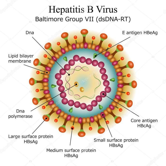 HBV DNA virus přenáší se krví a tělesnými tekutinami inkubační doba je 30 180 (průměr 60 90) dní není cytopatogenní HBV sám o sobě